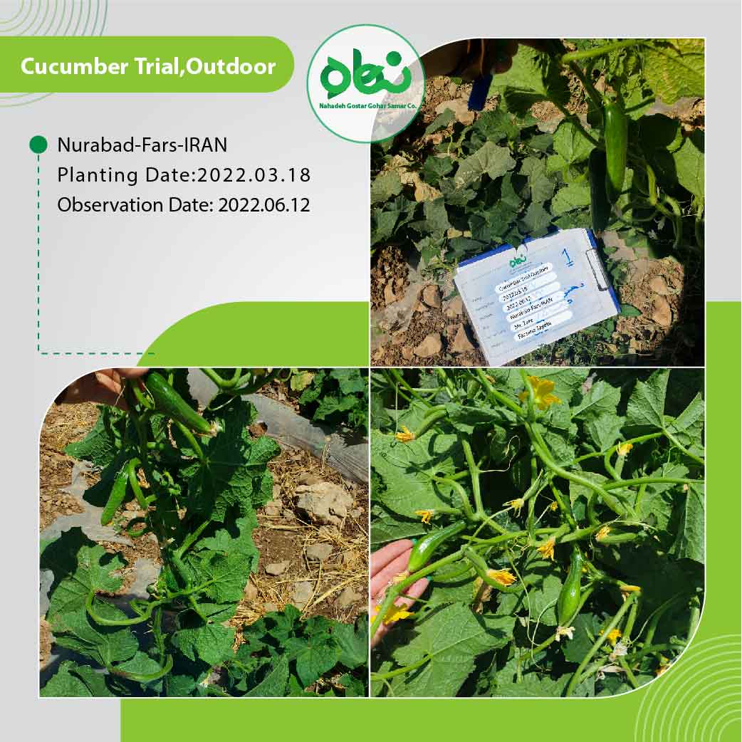 Cucumber Trial outdoor